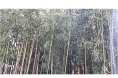 Appartamenti & rooms  Raspor Camera 2 – soba 0 foto 3
