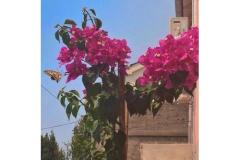 Appartamento Silvana Appartamento 2 – APARTMAN 1 foto 2