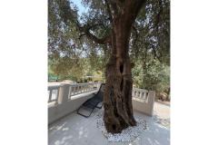 Old Fisherman*s Casa with balcony  Appartamento 2 – Olive tree foto 2