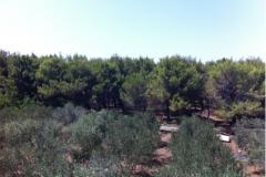 Appartamenti Liveric Appartamento 4 – APARTMAN D foto 1