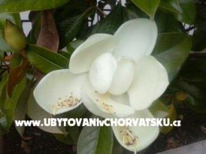 Appartamenti Magnolija