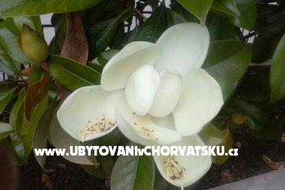 Appartamenti Magnolija Biograd Croazia