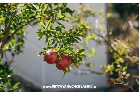 Appartamenti Vidović foto 4