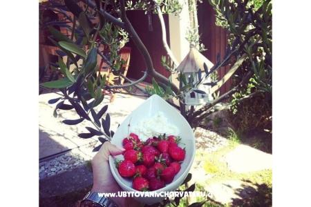 Appartamento Dujmovic foto 4
