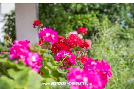 Appartamenti Ines foto 3
