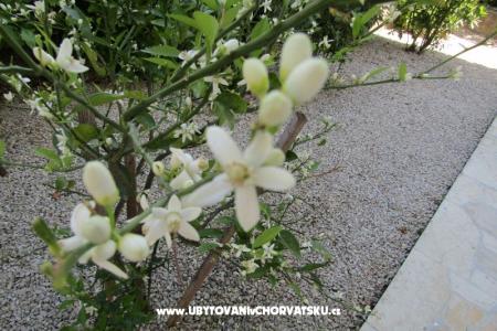 Appartamenti Kokor foto 5