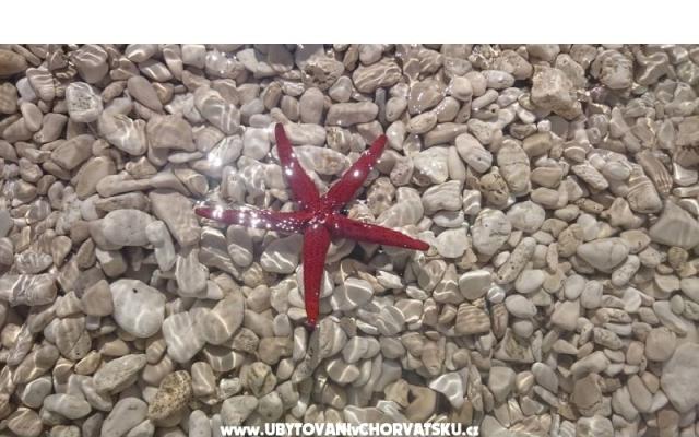 Vacation house Delić – Alloggio Dugi Rat Croazia