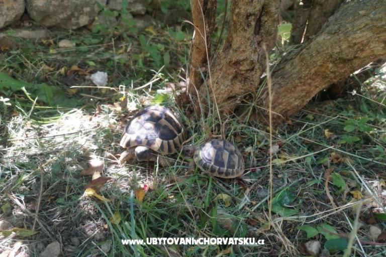 Appartamenti Divić - Villa Mateo  – foto 15