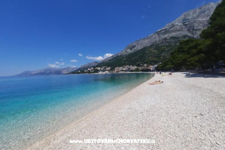 Ruža – foto 18