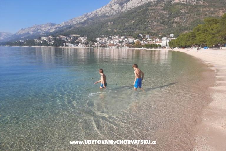 Ruža – foto 21