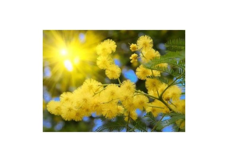Appartamenti Mimoza – foto 11