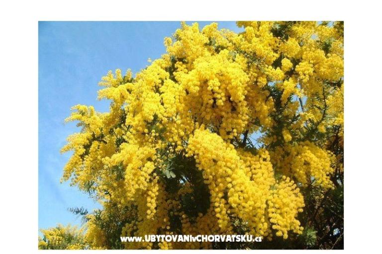 Appartamenti Mimoza – foto 12