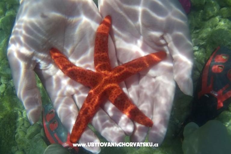 Appartamenti Mario – foto 17