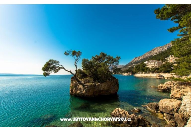Pine Canopy Studios and Appartamenti – foto 14