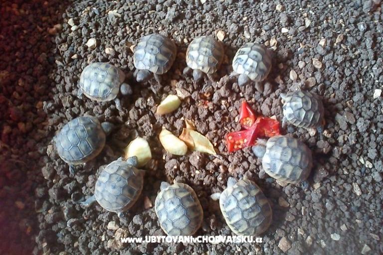 Appartamenti Ivana  – foto 10