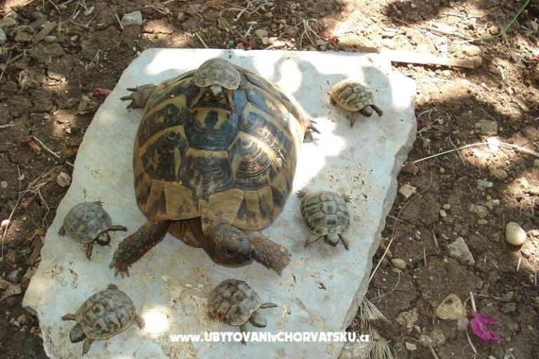 Appartamenti Ivana  – foto 11