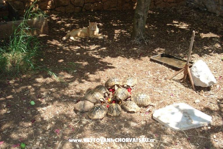 Appartamenti Ivana  – foto 24