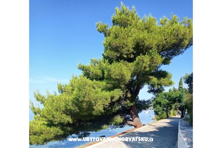 Appartamenti NIKOLA – foto 11