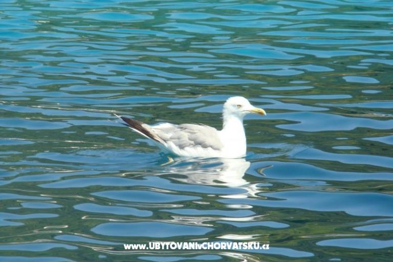 Appartamenti Ivee – foto 8