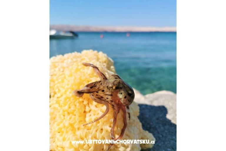 Appartamenti Rukelj. – foto 15