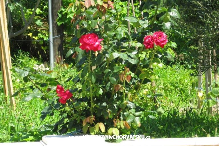 Appartamenti Božana – foto 6