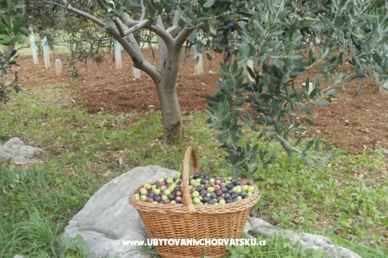 Appartamenti Grgin – foto 12