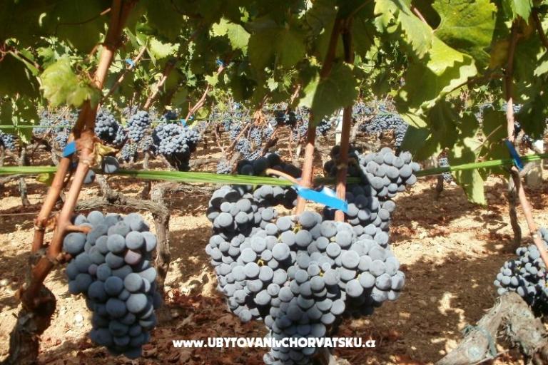 Appartamenti Grgin – foto 14