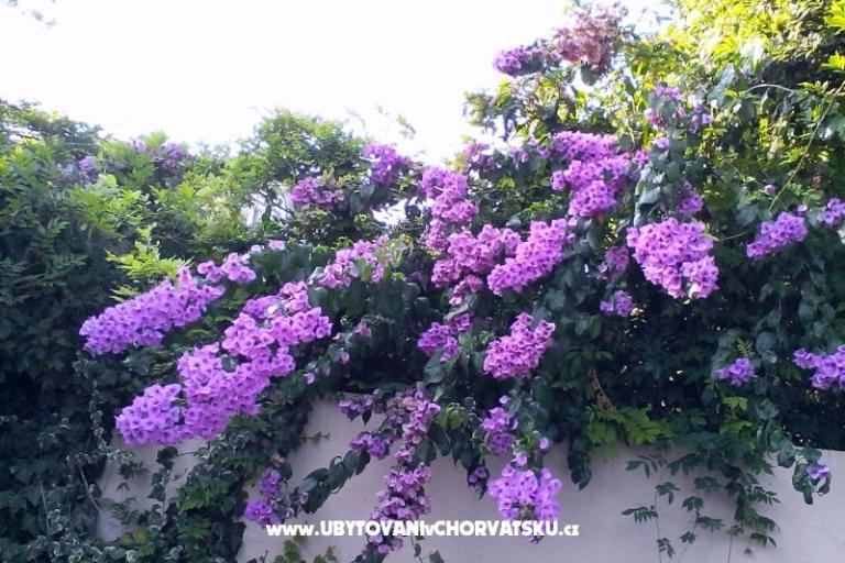 Appartamenti Bugenvilla – foto 10