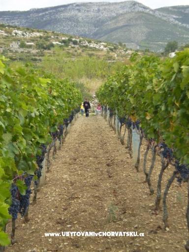 Appartamenti Grgin – foto 8