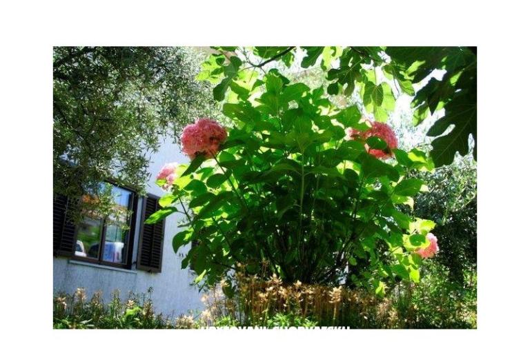 Appartamenti Krk-Hydrangea – foto 13