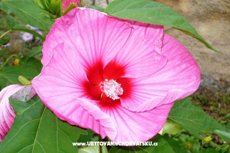 Appartamenti Zana – foto 21