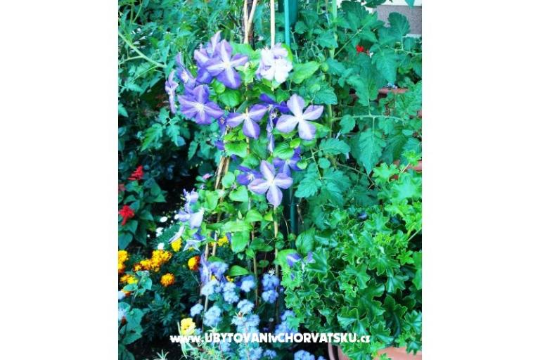 Appartamenti*Tikvesa* Novi Vinodolski – foto 9