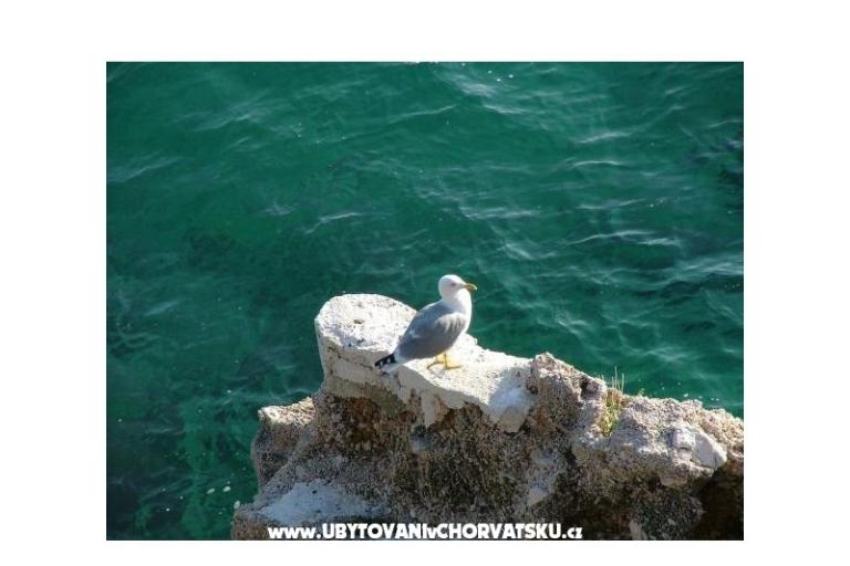 Appartamenti Nena Pisak – foto 10