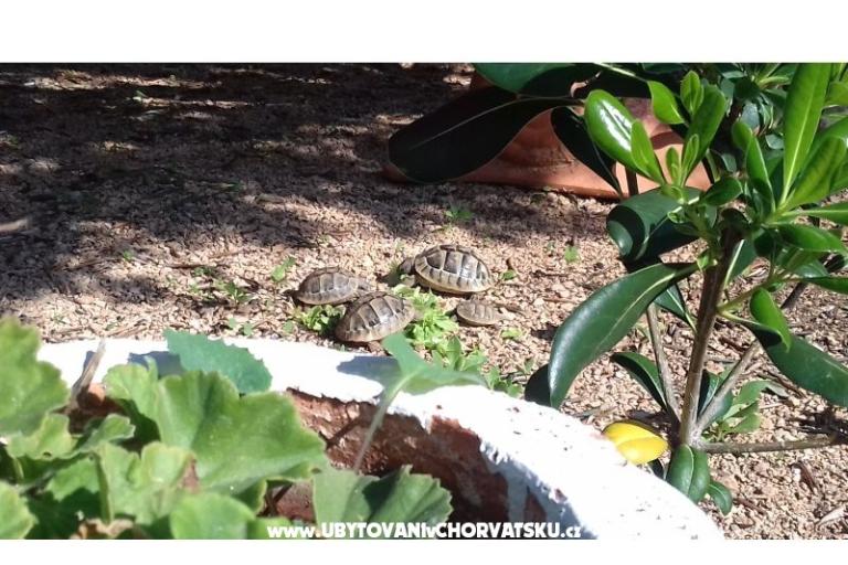 Appartamenti Ita s bazenom – foto 7