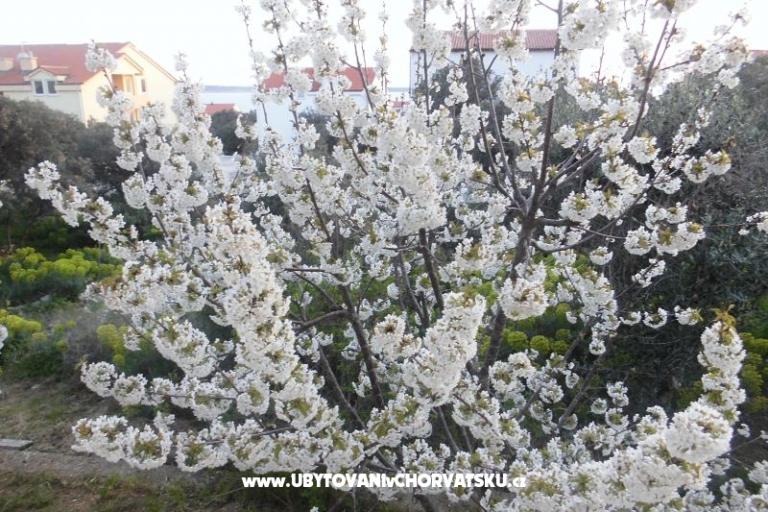 Appartamenti Mara – foto 2
