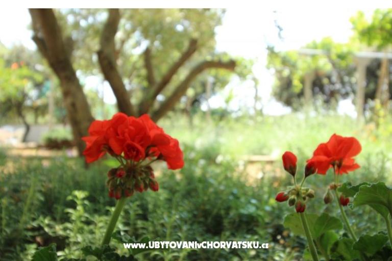 Appartamenti Salvia island Pag Mandre – foto 11