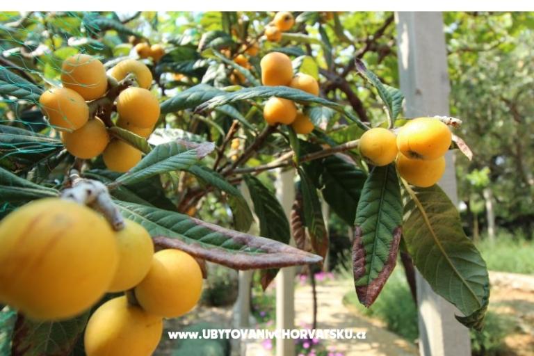 Appartamenti Salvia island Pag Mandre – foto 7