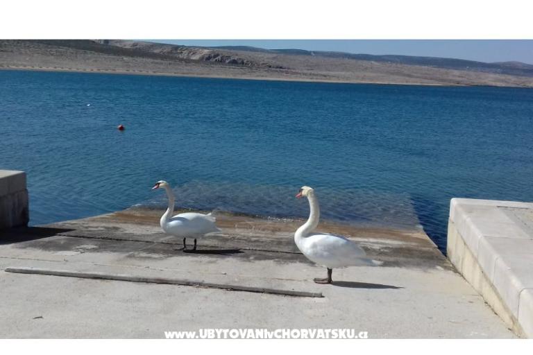 Appartamento Maja – foto 18