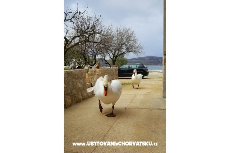 Appartamenti Tomic – foto 4