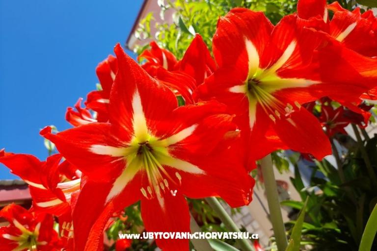Appartamenti Tomic – foto 7