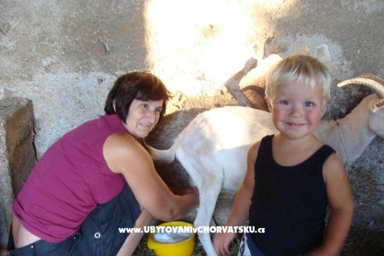 Appartamenti Sokalo-Petar – foto 8