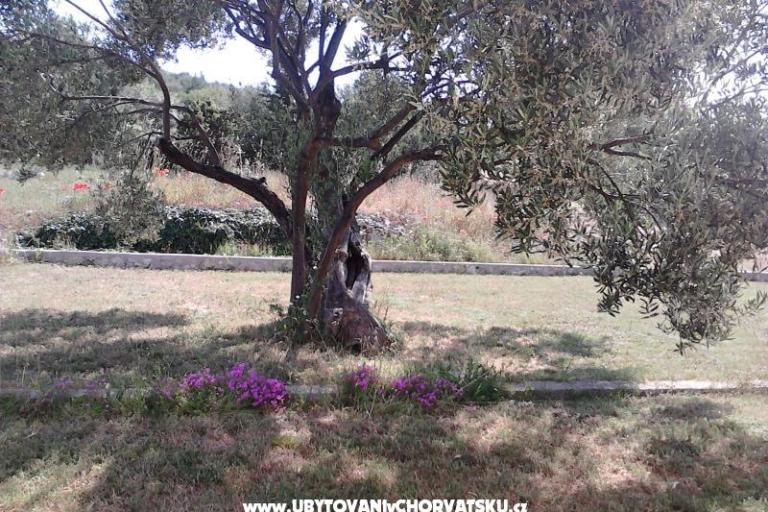 Appartamenti Villa Banjka – foto 8