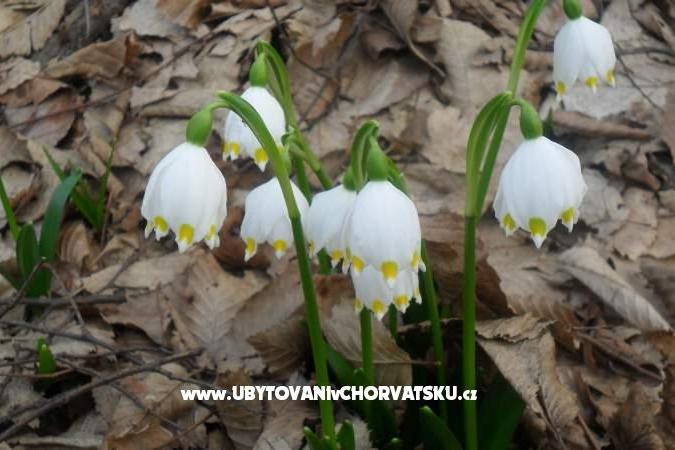 Appartamenti Marija – foto 14