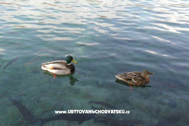 Appartamenti Marija – foto 16