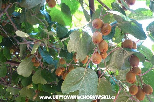 Appartamenti Milanović  Poreč – foto 15
