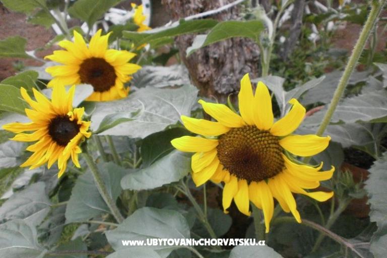 Appartamenti Loznica – foto 15