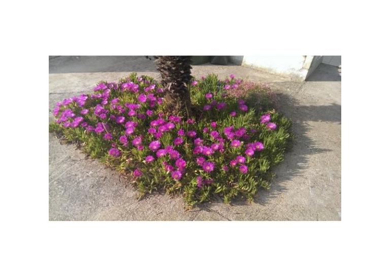 Appartamenti Šime – foto 10