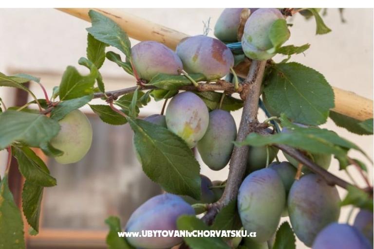 Appartamenti Udovičić – foto 8