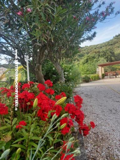 Appartamenti Danijela – foto 4