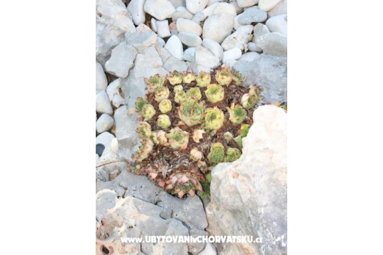 Appartamenti Vesna – foto 4